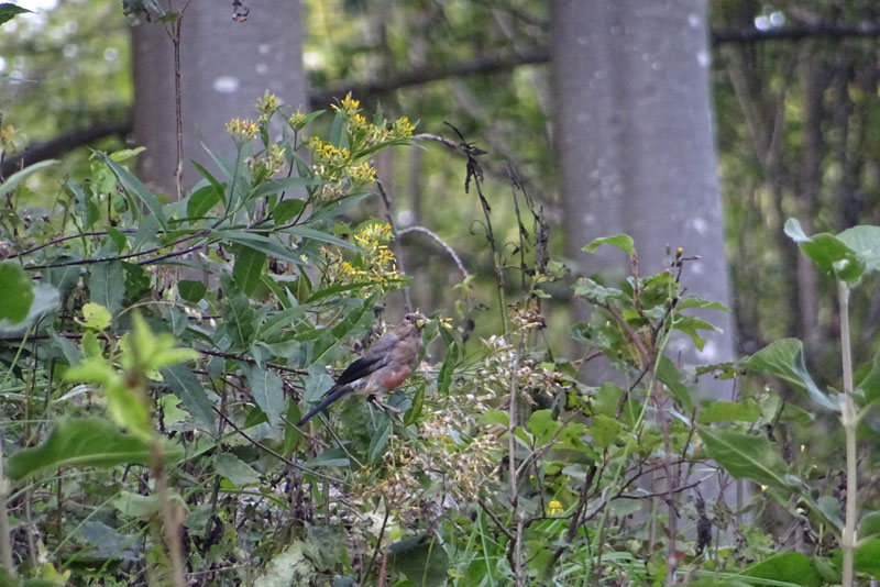 Juv. di Fringillidae: Pyrrhula pyrrhula